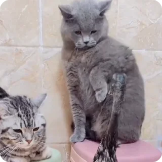 😡 emoji Больше стиков тут: @stikery4 Telegram sticker 14 of 23