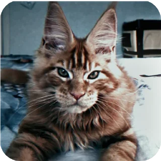 🐱 emoji От @nelork для @Saharotsu Telegram sticker 21 of 53