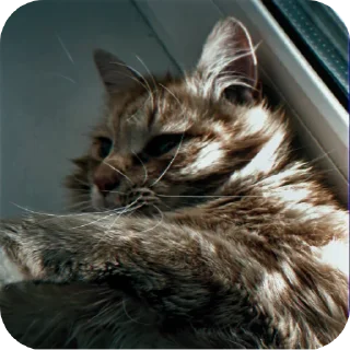 🐱 emoji От @nelork для @Saharotsu Telegram sticker 12 of 53