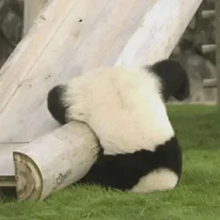 🐼 emoji Oğuzhans kang pack Telegram sticker 8 of 113