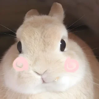 😦 emoji ᗷ🐰𝓝Ｎ𝖸   @Twilightths Telegram sticker 6 of 55