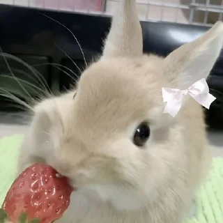 🍓 emoji ᗷ🐰𝓝Ｎ𝖸   @Twilightths Telegram sticker 12 of 55