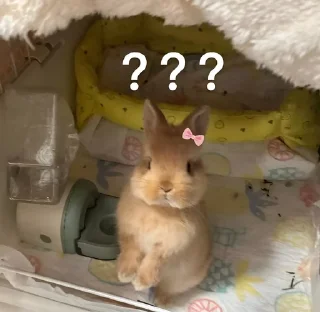 ❓ emoji ᗷ🐰𝓝Ｎ𝖸   @Twilightths Telegram sticker 7 of 55