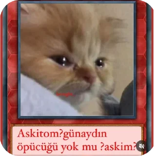 🐱 emoji Amor Telegram sticker 20 of 56