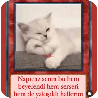 🐱 emoji Amor Telegram sticker 19 of 56