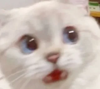 😱 emoji Kitties @MyselfMeandIo Telegram sticker 10 of 50