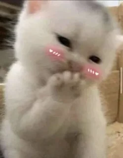 🤭 emoji Kitties @MyselfMeandIo Telegram sticker 16 of 50