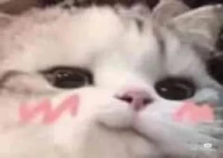 😏 emoji Kitties @MyselfMeandIo Telegram sticker 17 of 50