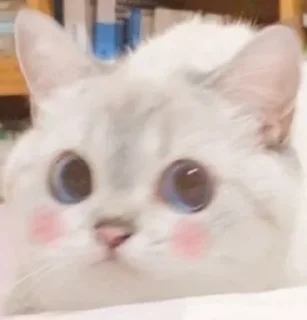 Sticker from Kitties @MyselfMeandIo
