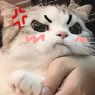 😡 emoji Kitties @MyselfMeandIo Telegram sticker 21 of 50