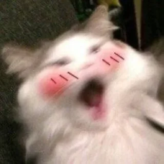 🤣 emoji Kitties @MyselfMeandIo Telegram sticker 8 of 50