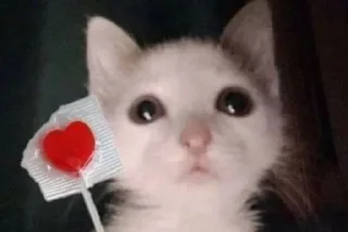 Sticker from коты правят миром. ᵉᵃˡʸᵉᶻᶻ