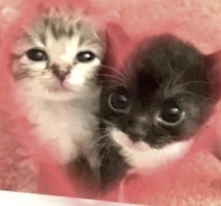 Sticker from коты правят миром. ᵉᵃˡʸᵉᶻᶻ