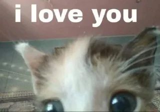 Sticker from коты правят миром. ᵉᵃˡʸᵉᶻᶻ