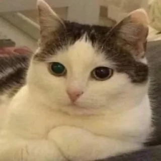 Sticker from бест котики