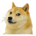 🐶 emoji Memes, memes everywhere Telegram sticker 13 of 100