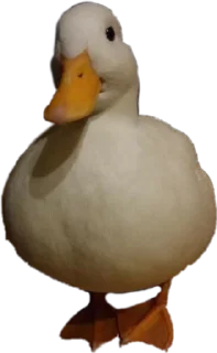 Sticker from Duck