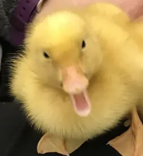 Sticker from Duck