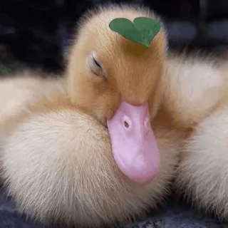 Sticker from Duck Duck - @StickersCamp