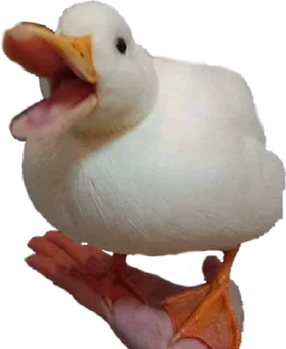 Sticker from Duck