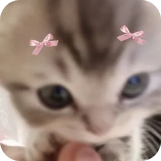 🐱 emoji animekizi pack by @QuotLyBot Telegram sticker 20 of 66