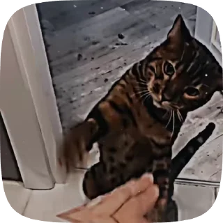 Sticker from ,猫のレオ’