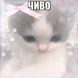 Sticker from мяу