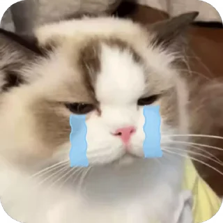😢 emoji 可爱小咪 Telegram sticker 20 of 32