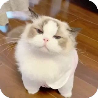 😒 emoji 可爱小咪 Telegram sticker 2 of 32