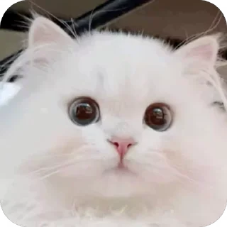 😳 emoji 可爱小咪 Telegram sticker 4 of 32