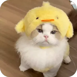 😡 emoji 可爱小咪 Telegram sticker 19 of 32