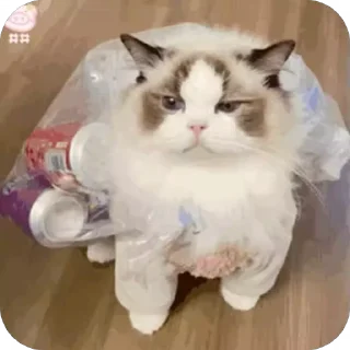 😒 emoji 可爱小咪 Telegram sticker 5 of 32