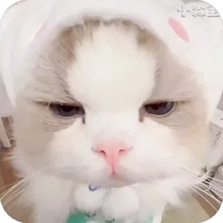 😡 emoji 可爱小咪 Telegram sticker 11 of 32