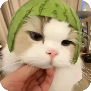 😒 emoji 可爱小咪 Telegram sticker 12 of 32