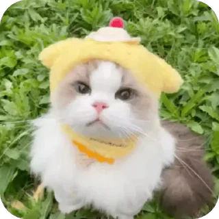 😳 emoji 可爱小咪 Telegram sticker 15 of 32