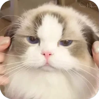 😒 emoji 可爱小咪 Telegram sticker 23 of 32