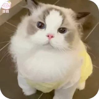 🙃 emoji 可爱小咪 Telegram sticker 10 of 32