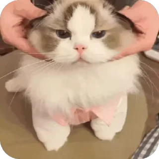 😡 emoji 可爱小咪 Telegram sticker 6 of 32