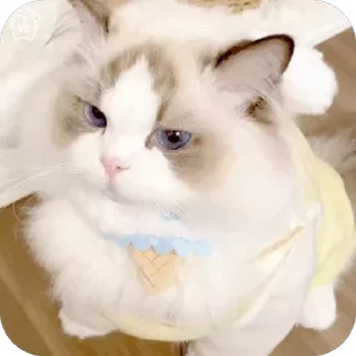 😢 emoji 可爱小咪 Telegram sticker 9 of 32