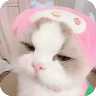 😒 emoji 可爱小咪 Telegram sticker 3 of 32