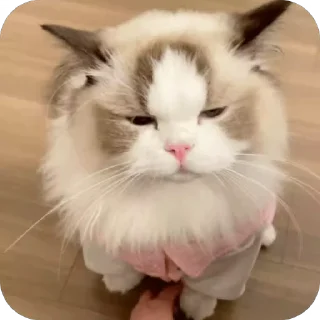 😢 emoji 可爱小咪 Telegram sticker 17 of 32