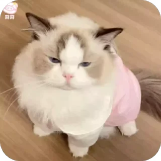 😒 emoji 可爱小咪 Telegram sticker 14 of 32