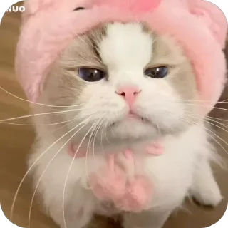 😒 emoji 可爱小咪 Telegram sticker 1 of 32