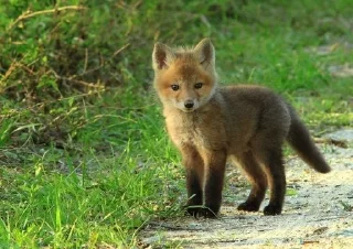 Sticker from Foxies