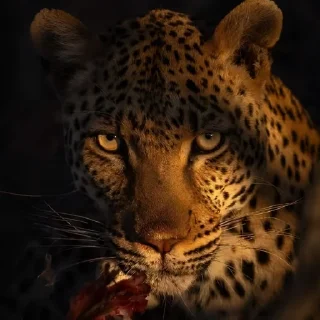 🐆 emoji 𝖫🐆𝖯𝖠𝖱𝖣  @Twilightths  𝖦𝖨ℛ𝖫 Telegram sticker 16 of 35