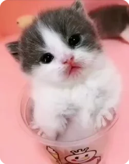 Sticker from Kittieeeees