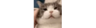 Sticker from mini juja gifs