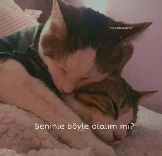 🌟 emoji @sonb1rdefa @AsenaUserBot Paketi 1 Telegram sticker 3 of 119