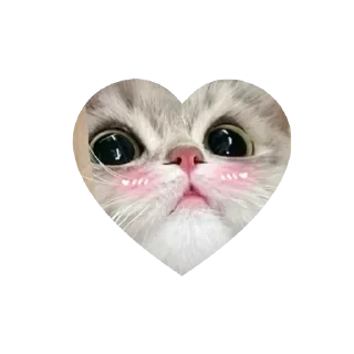 Sticker from kitties love @tgstikks @iamideas @TgEmojis_bot