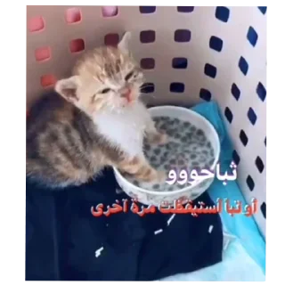Sticker from Cat'sهواجيس @Touyx